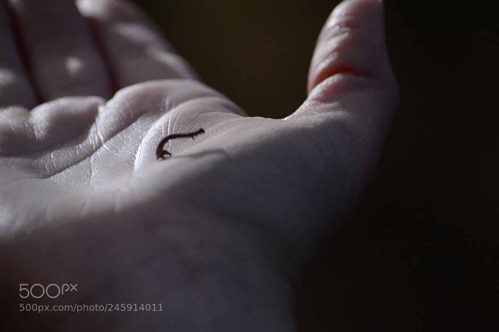 Nikon D3200 sample photo. Inch by inch photography