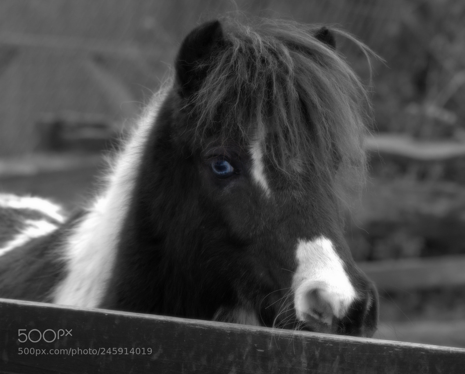 Nikon D300 sample photo. Pony looking at camera photography