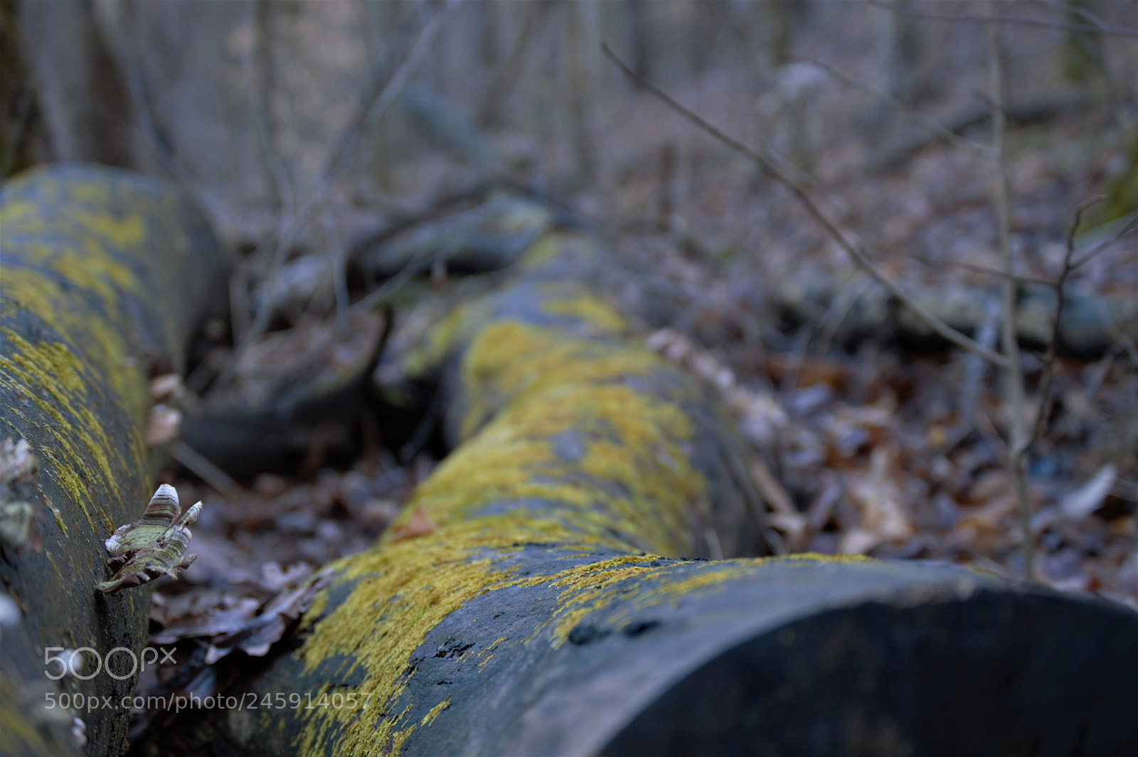 Nikon D3200 sample photo. Patchy photography