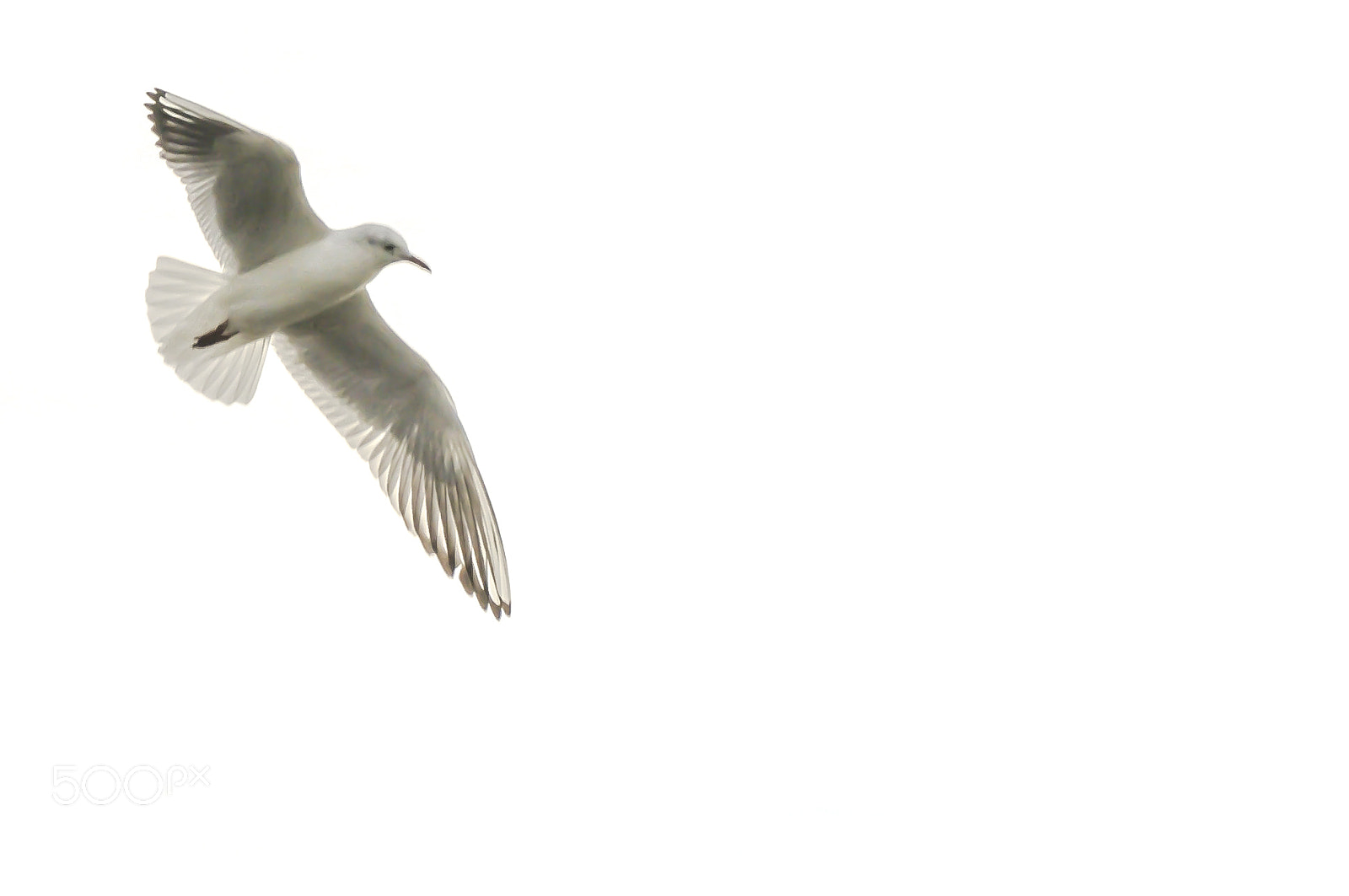 Nikon D300 sample photo. I sense freedom photography