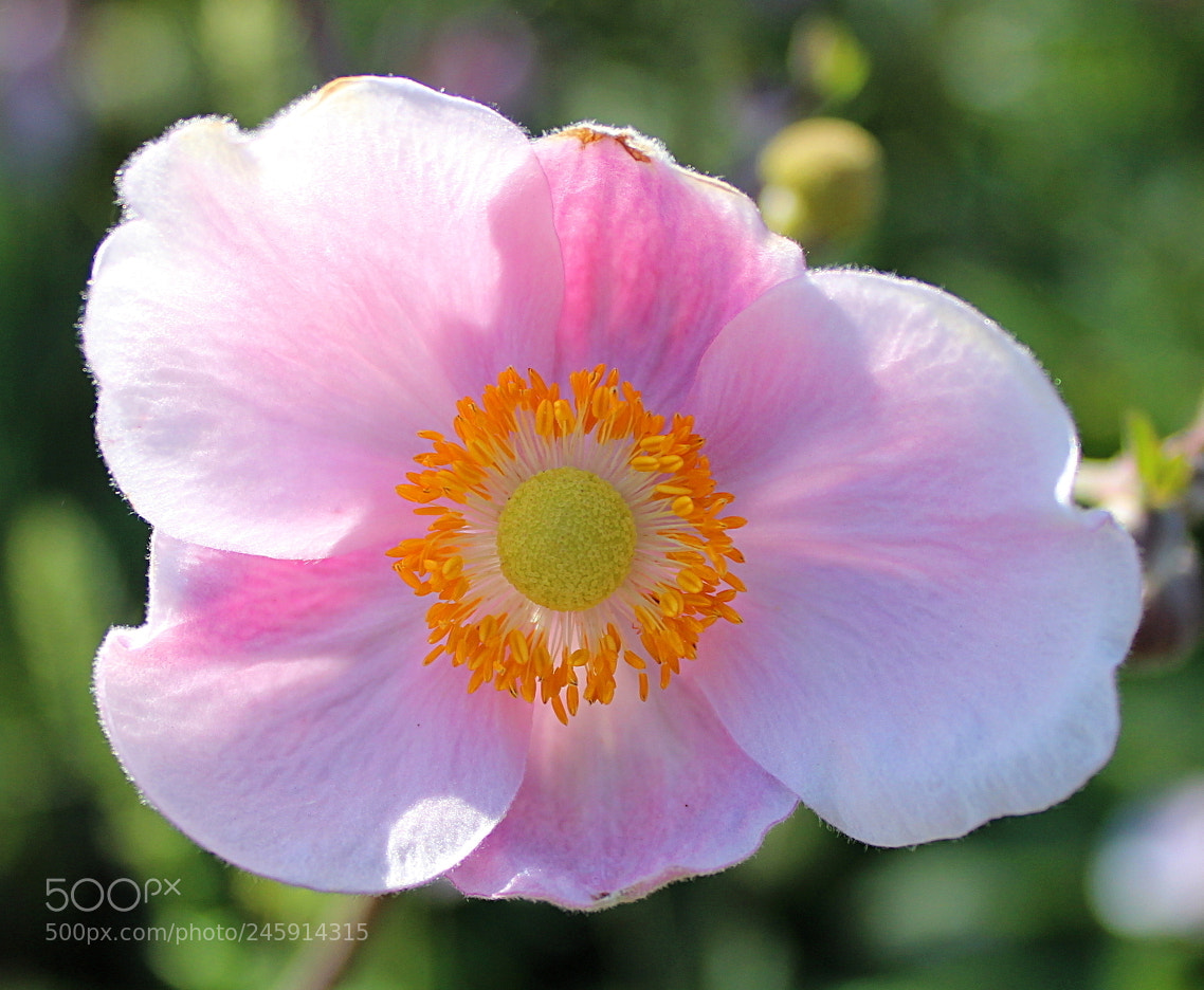 Canon EOS 600D (Rebel EOS T3i / EOS Kiss X5) sample photo. Img photography