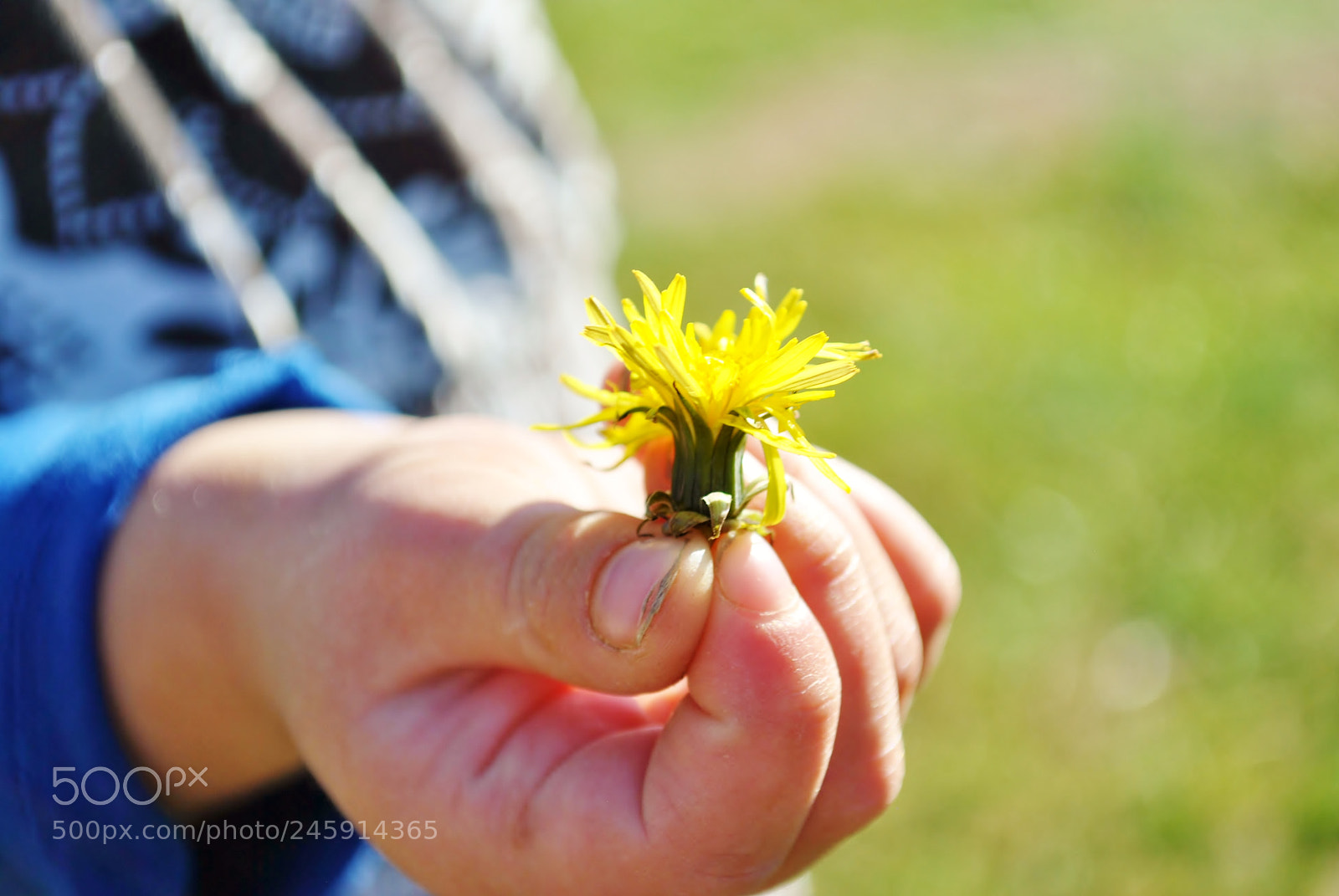 Nikon D3000 sample photo. Child holding a dandelion photography