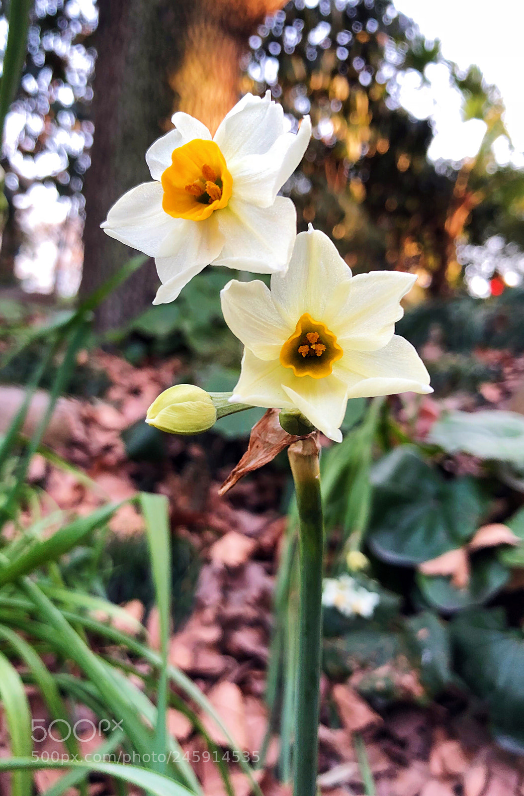 Apple iPhone X sample photo. 迎朝阳 photography