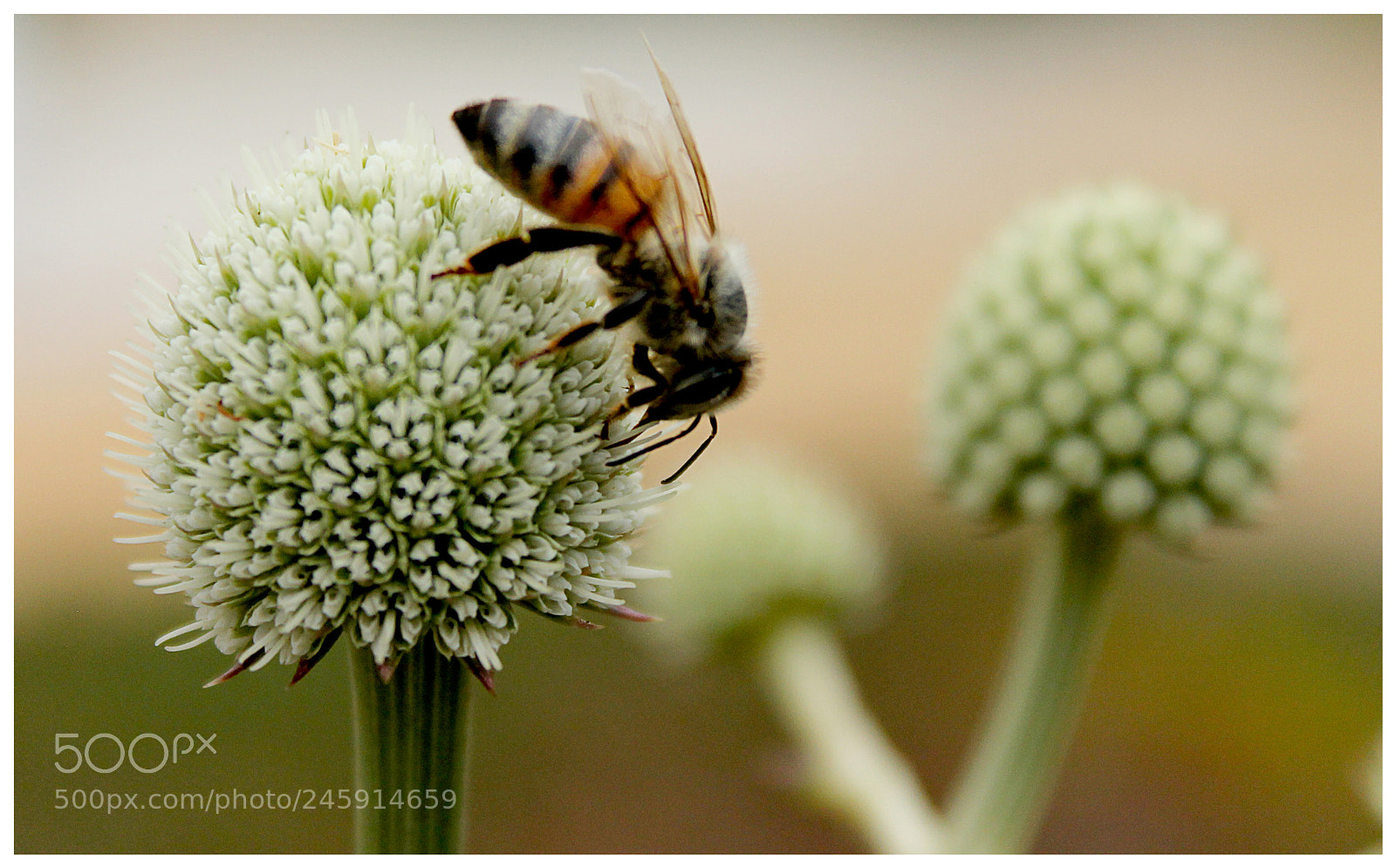 Canon EOS 1100D (EOS Rebel T3 / EOS Kiss X50) sample photo. Abeja photography