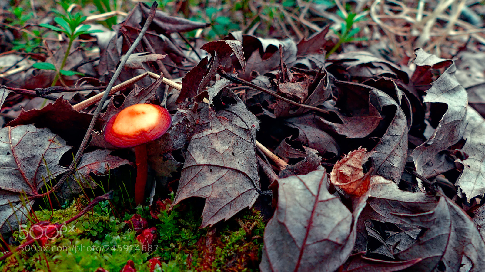 Panasonic Lumix DMC-FZ300 sample photo. Spring mushroom photography