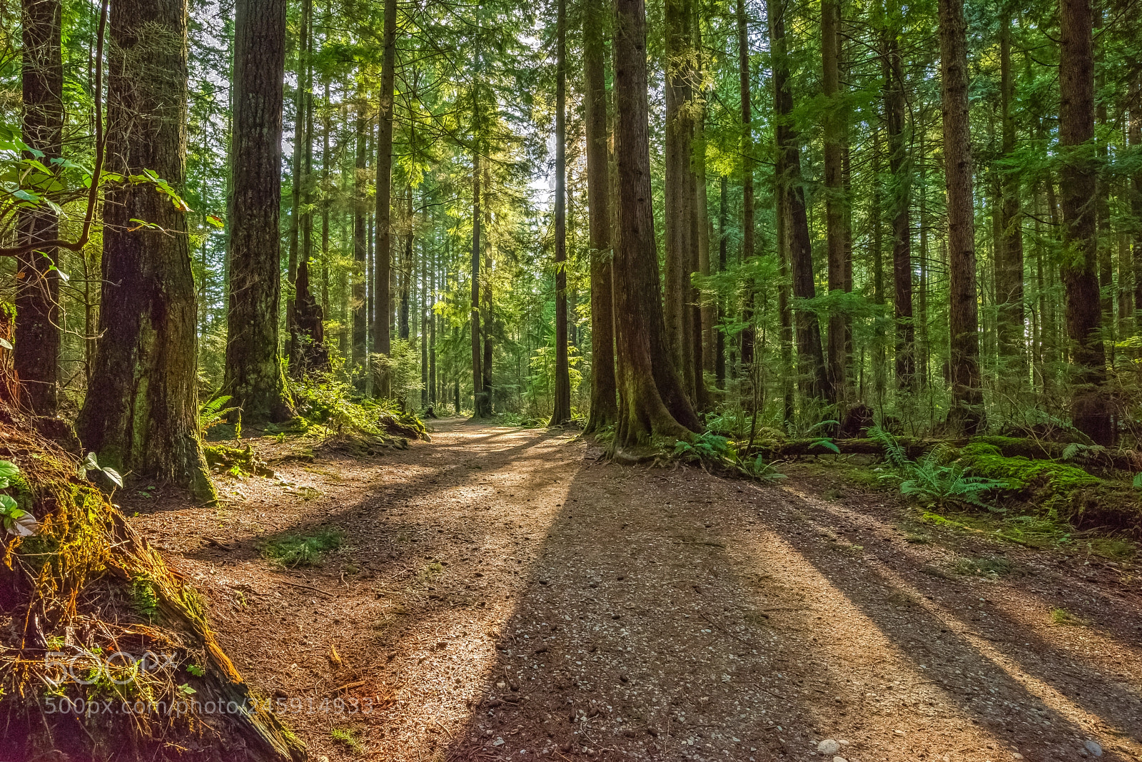 Nikon D810 sample photo. Sunbeams and shadows at photography