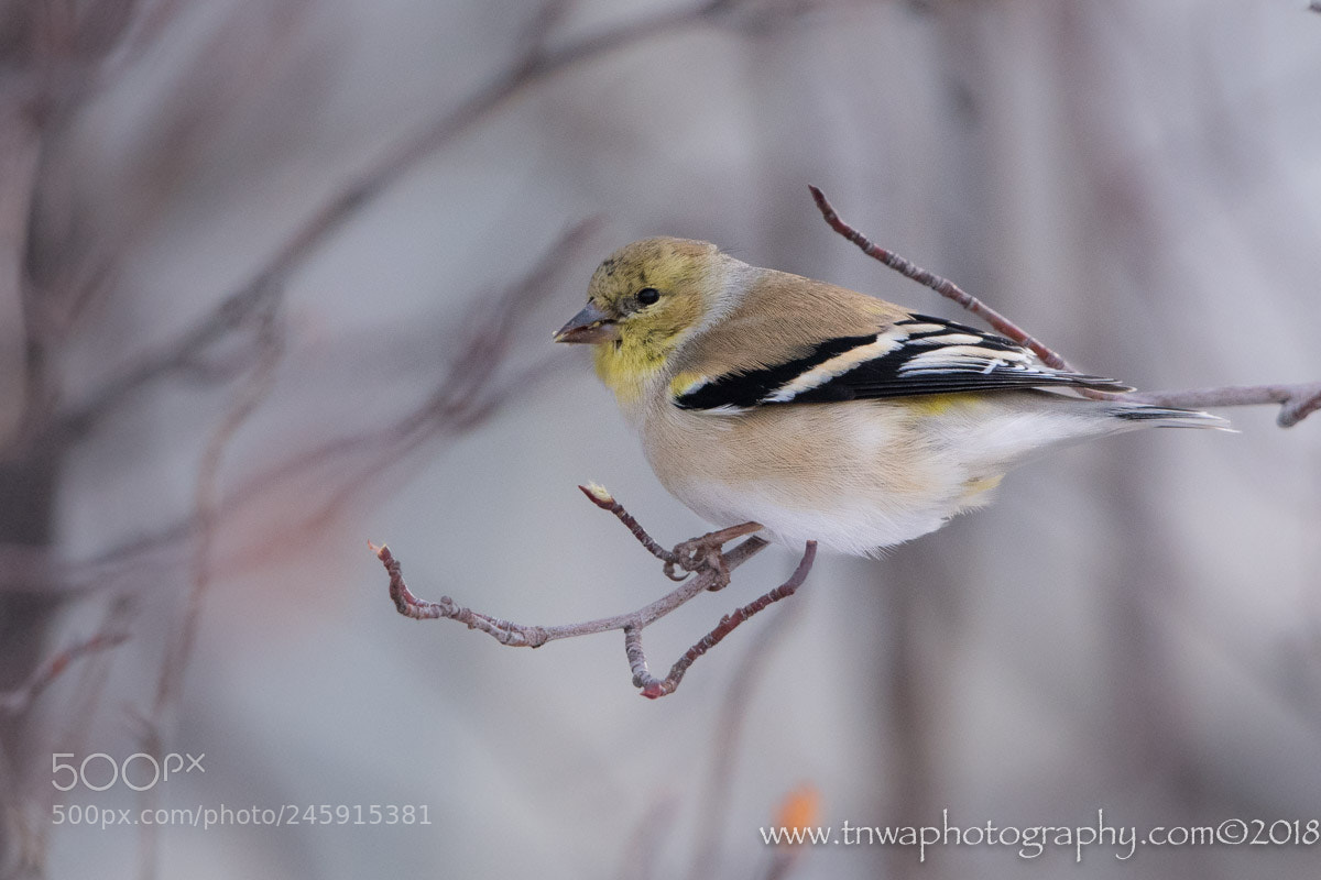 Nikon D500 sample photo. A snowy show photography