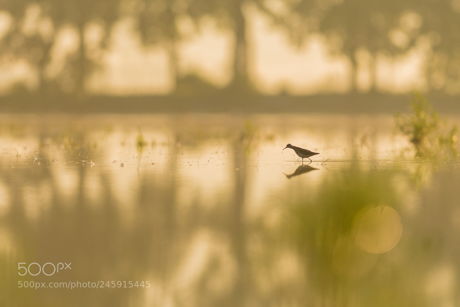 Nikon D500 sample photo. Green sandpiper, golden hour photography