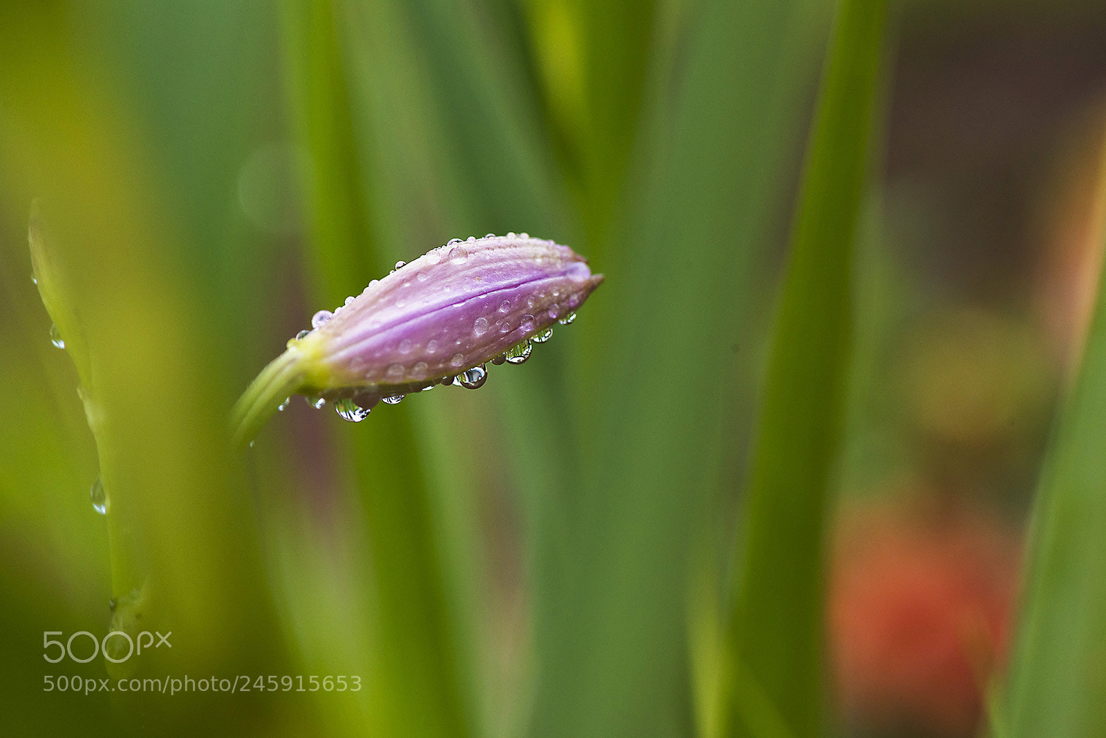 Nikon D800 sample photo. Delicacy photography