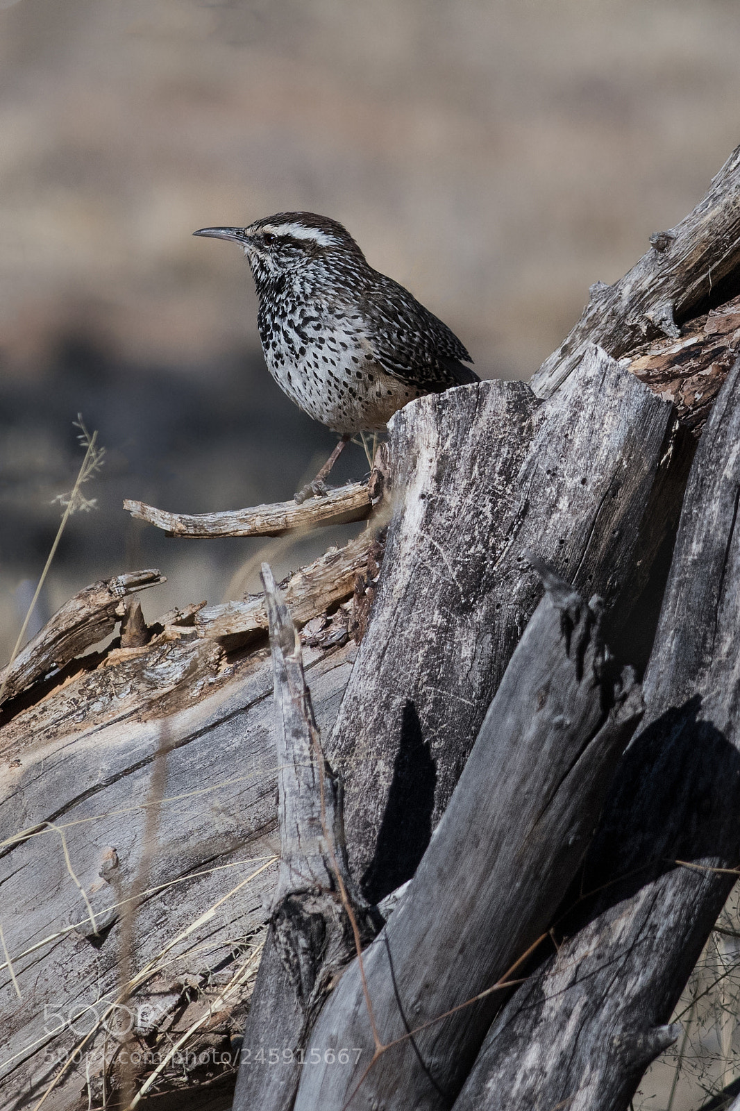 Nikon D850 sample photo. Wood pile sentry photography
