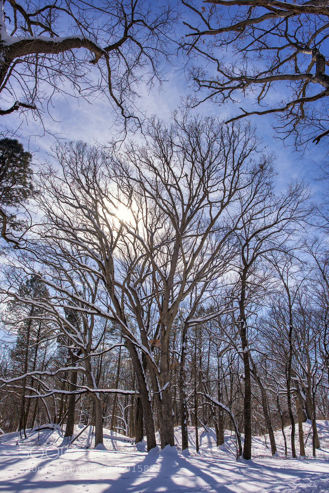 Nikon D810 sample photo. Morton arboretum, lisle il photography