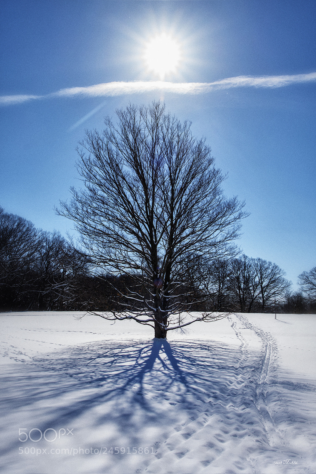 Nikon D810 sample photo. Morton arboretum, lisle il photography