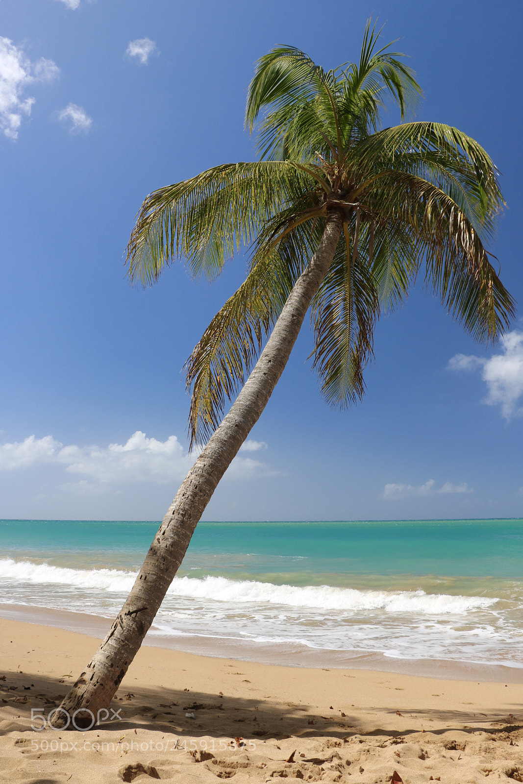 Canon EOS 750D (EOS Rebel T6i / EOS Kiss X8i) sample photo. Coconut on paradise beach photography