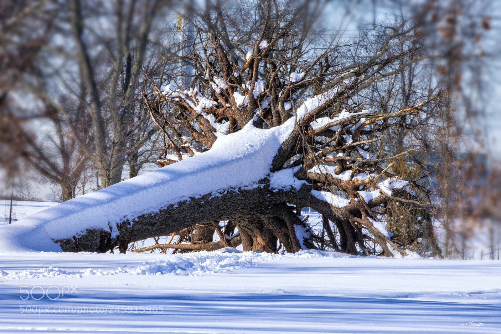 Nikon D810 sample photo. Morton arboretum, lisle il photography