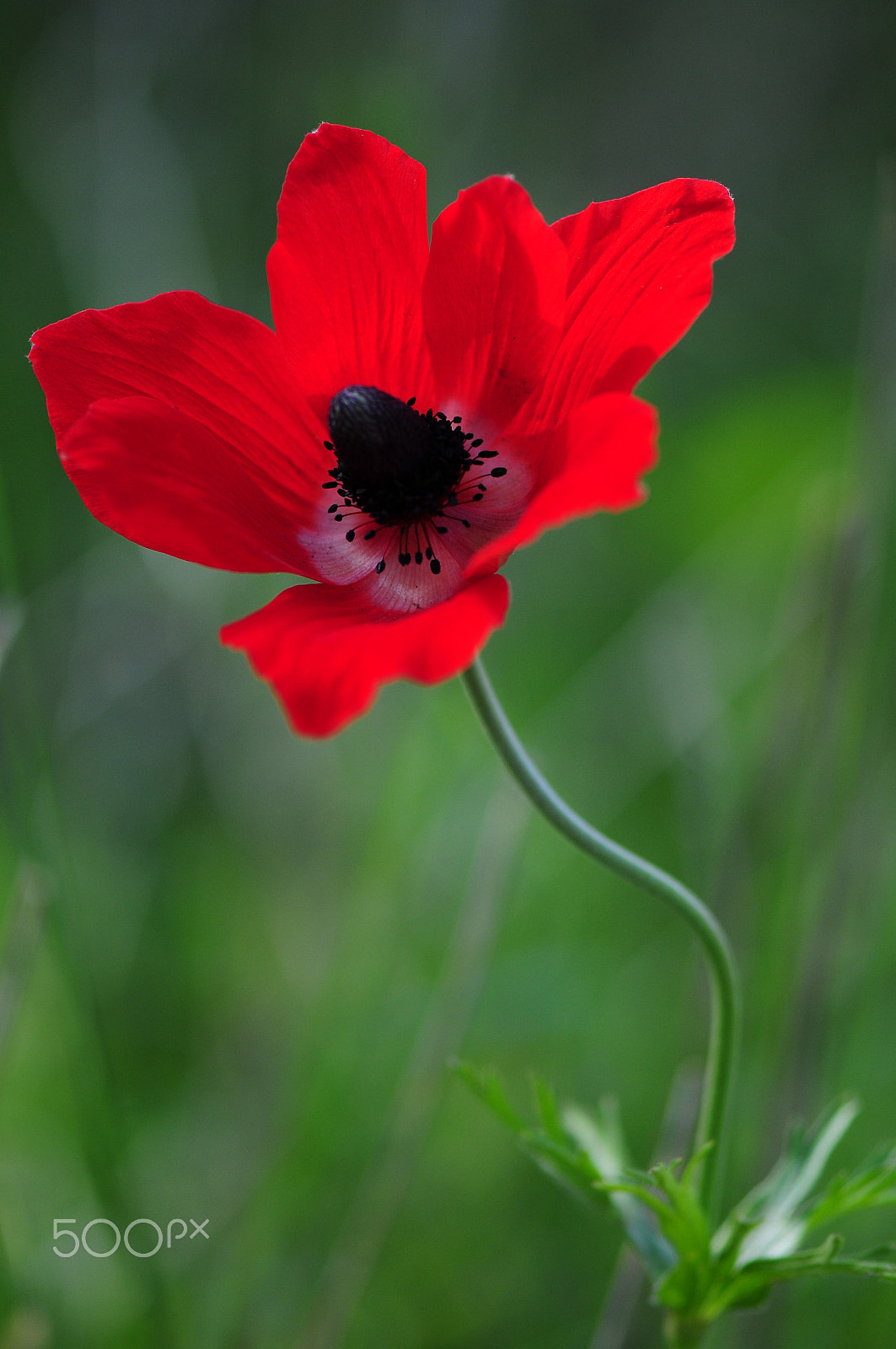 Nikon AF-S Micro-Nikkor 105mm F2.8G IF-ED VR sample photo