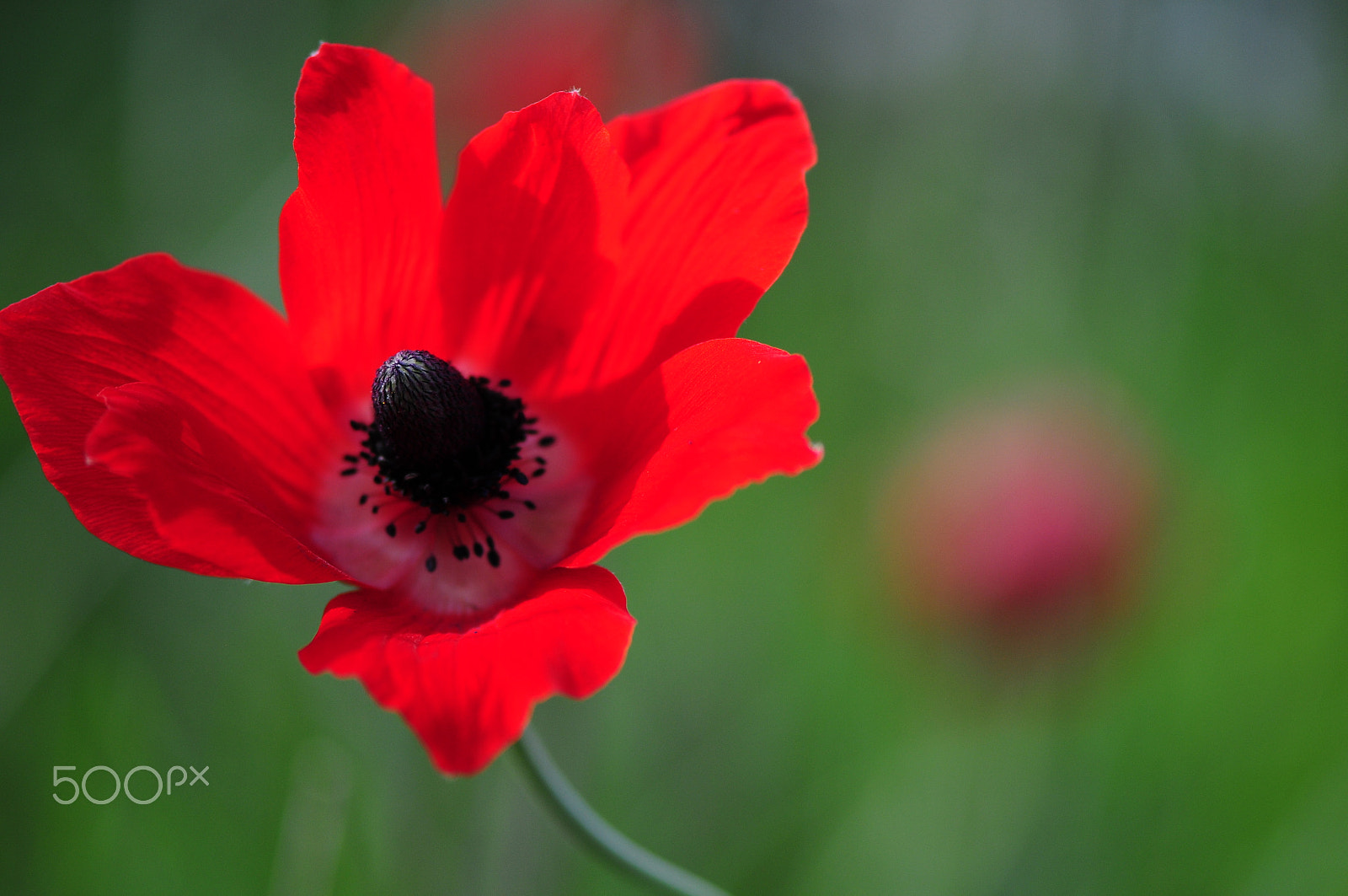 Nikon AF-S Micro-Nikkor 105mm F2.8G IF-ED VR sample photo