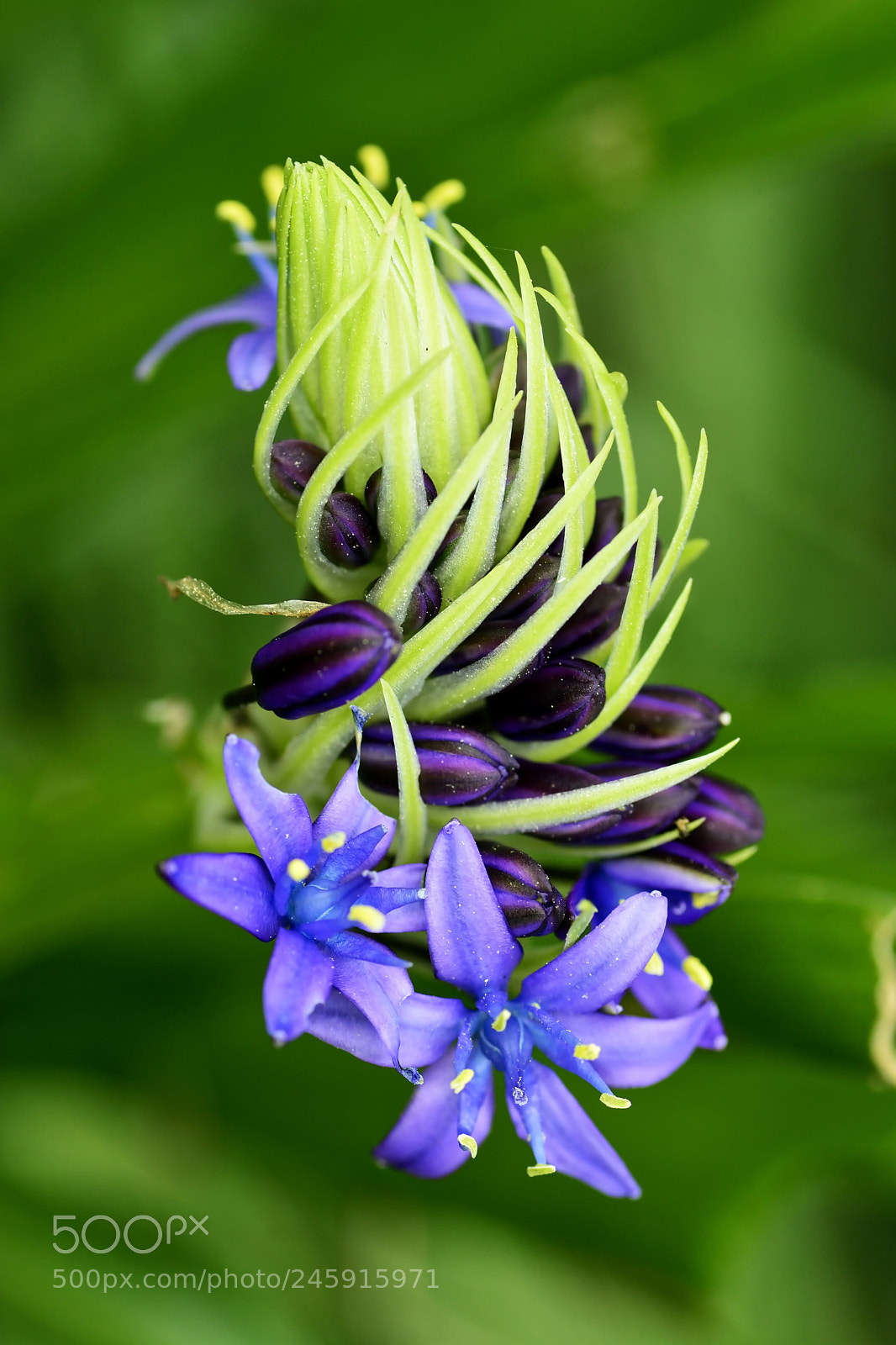 Nikon D5200 sample photo. Agapanthus photography