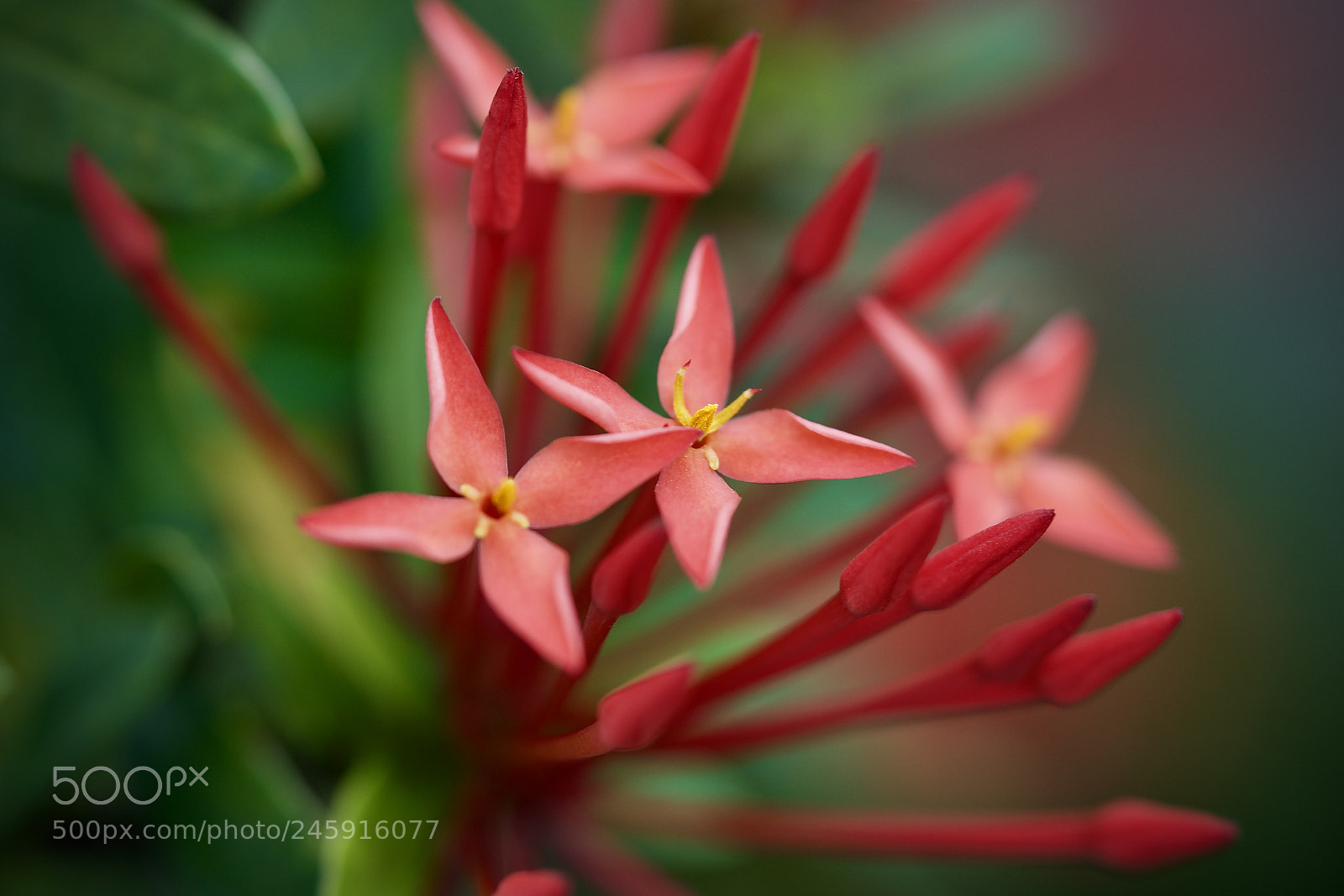 Sony a7R II sample photo. Bloom photography