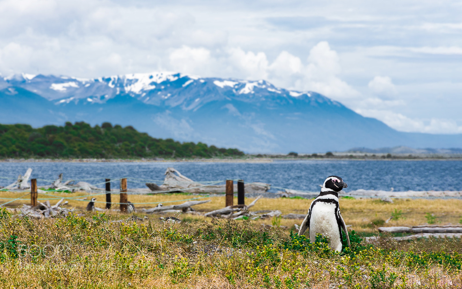 Nikon D7200 sample photo. Penguin island photography