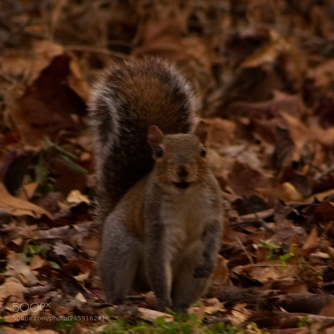 Nikon D7100 sample photo. Squirrel! photography