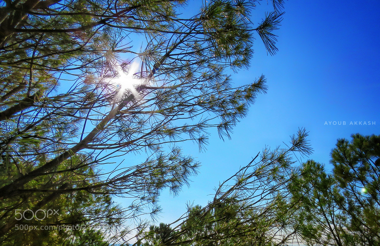Canon PowerShot SX60 HS sample photo. Untitled photography