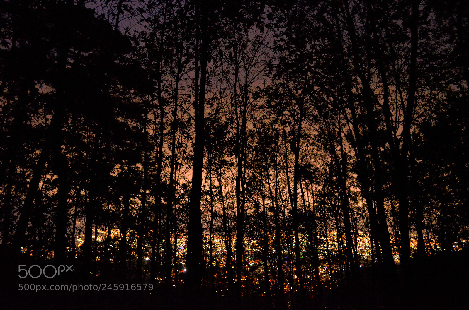 Nikon D5100 sample photo. Mty nightwalk woods mountain photography