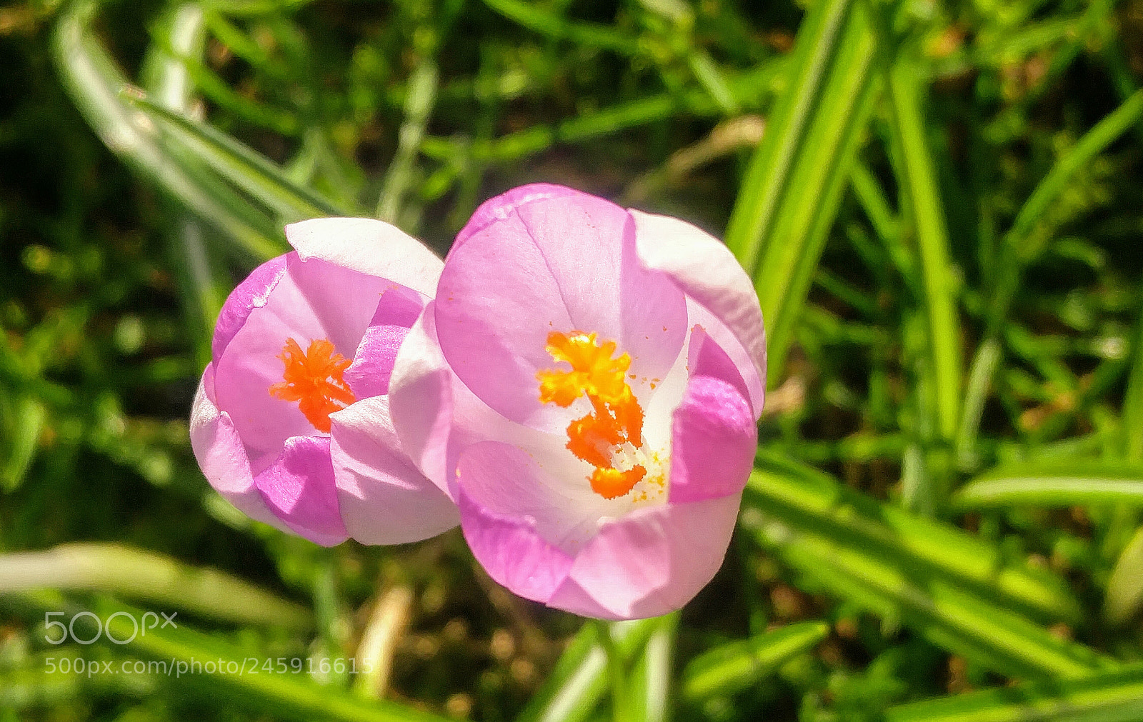 LG G4 sample photo. Beautiful crocuses photography