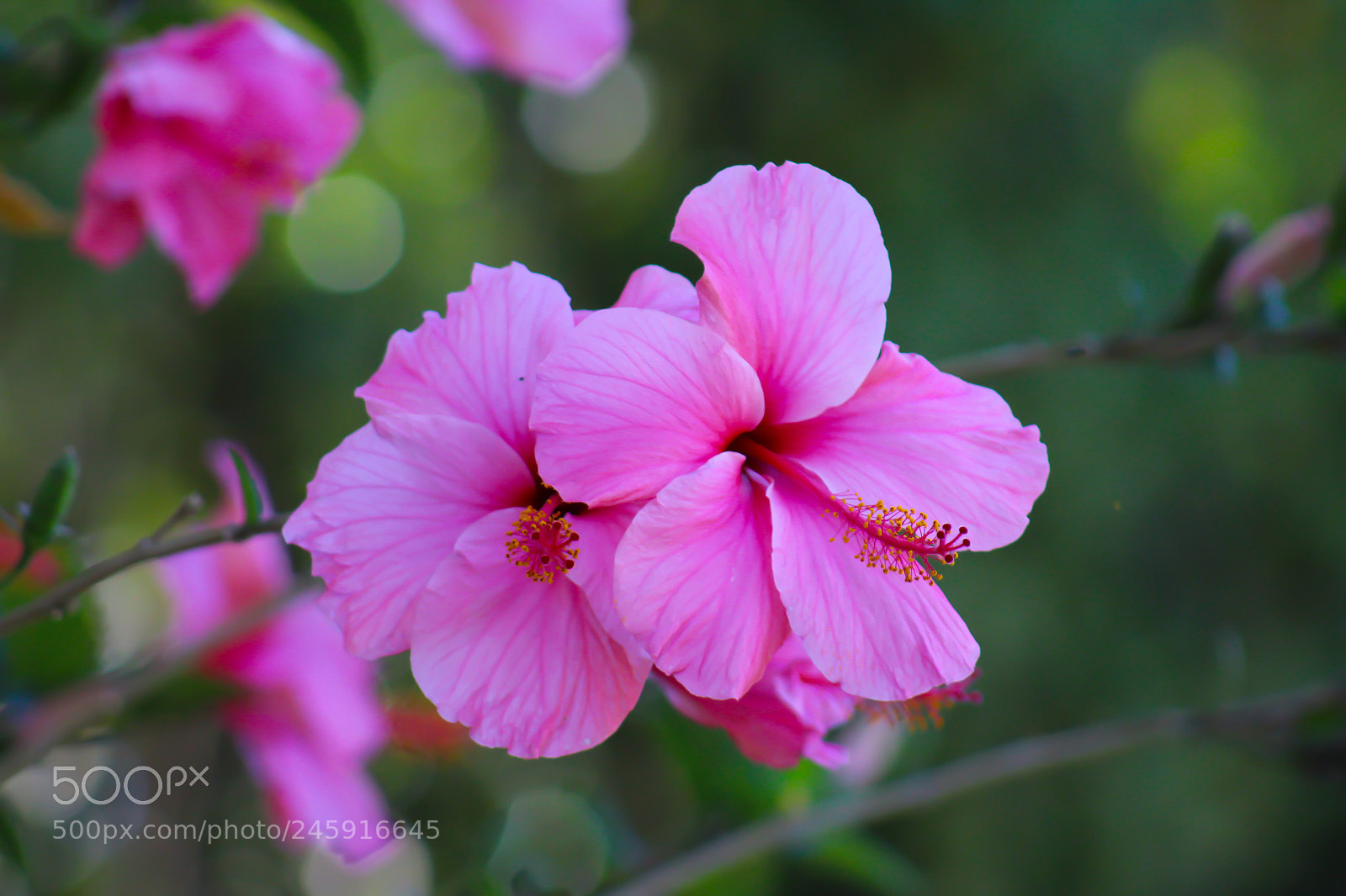 Canon EOS 1200D (EOS Rebel T5 / EOS Kiss X70 / EOS Hi) sample photo. Lets do what you photography