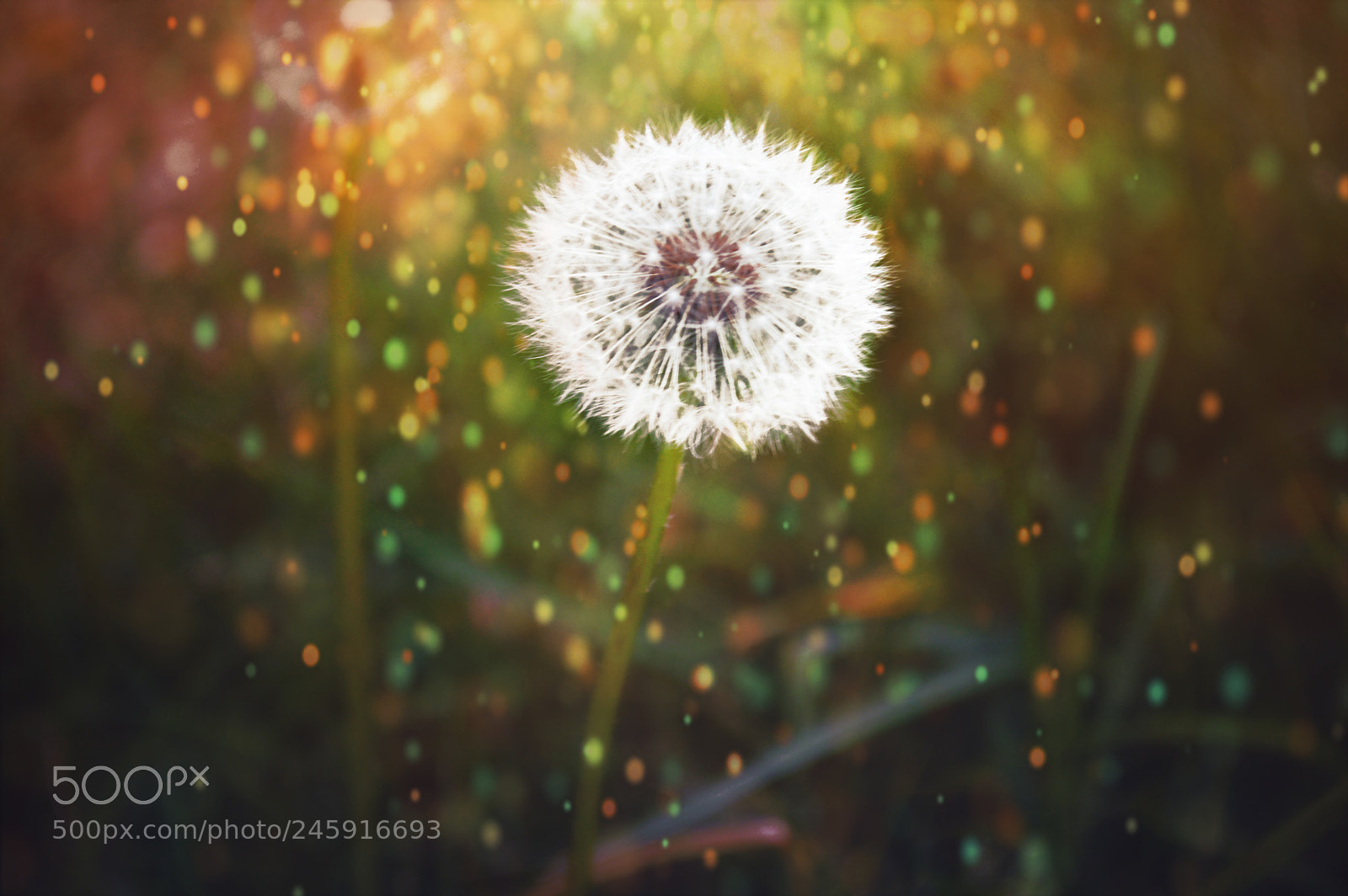 Nikon D3200 sample photo. Dandelionedit photography
