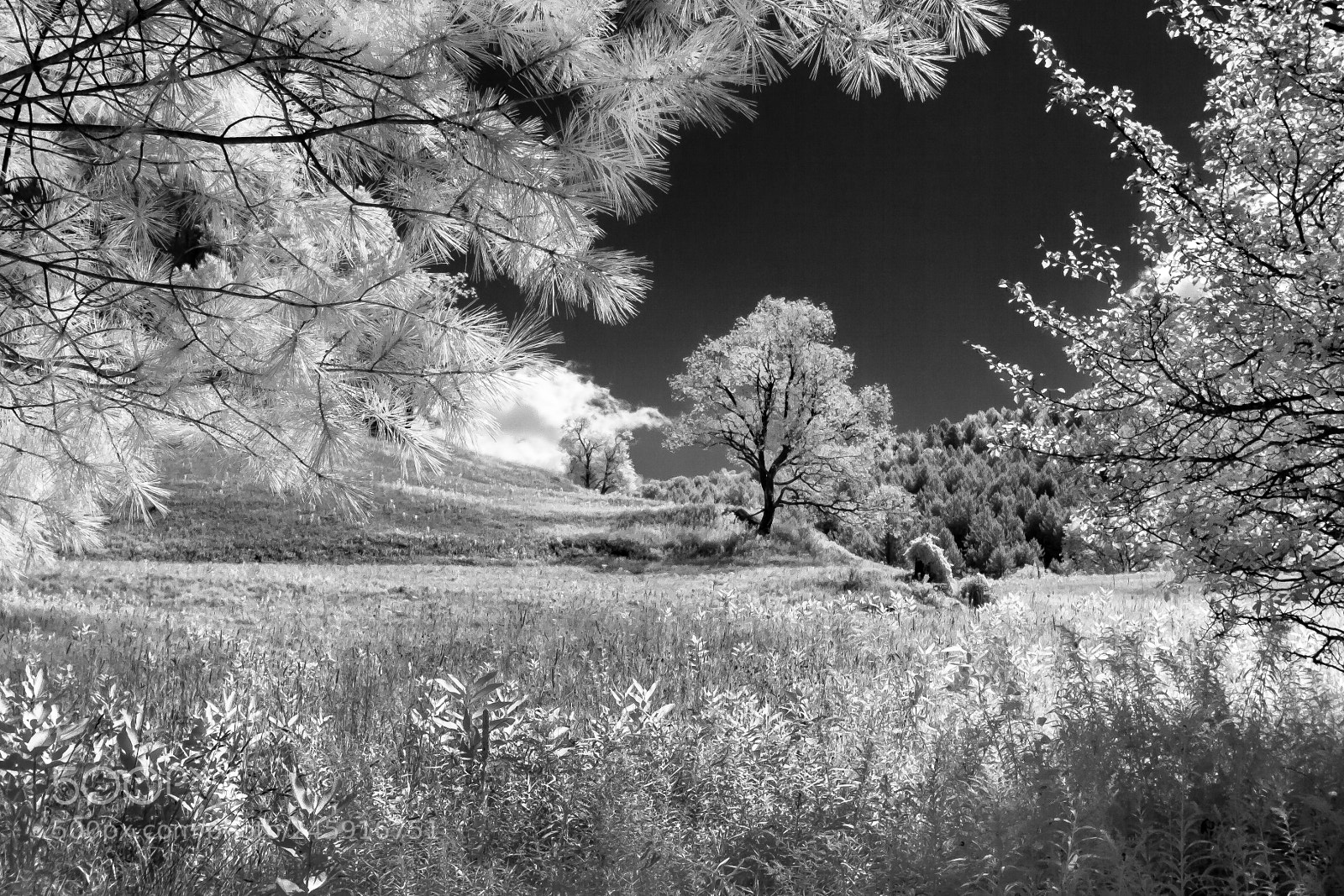 Canon EOS 400D (EOS Digital Rebel XTi / EOS Kiss Digital X) sample photo. Hill & trees infrared photography