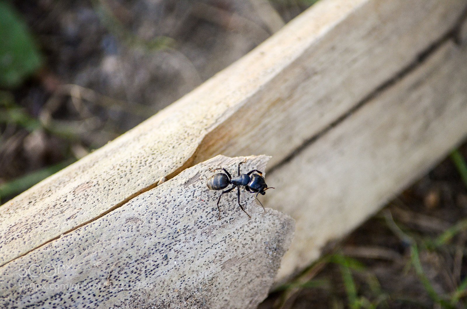 Nikon D5100 sample photo. Ant photography