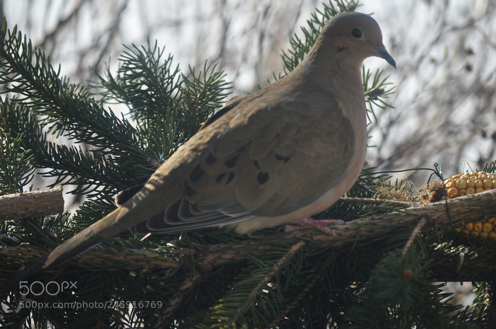 Nikon D5000 sample photo. Darling dove photography