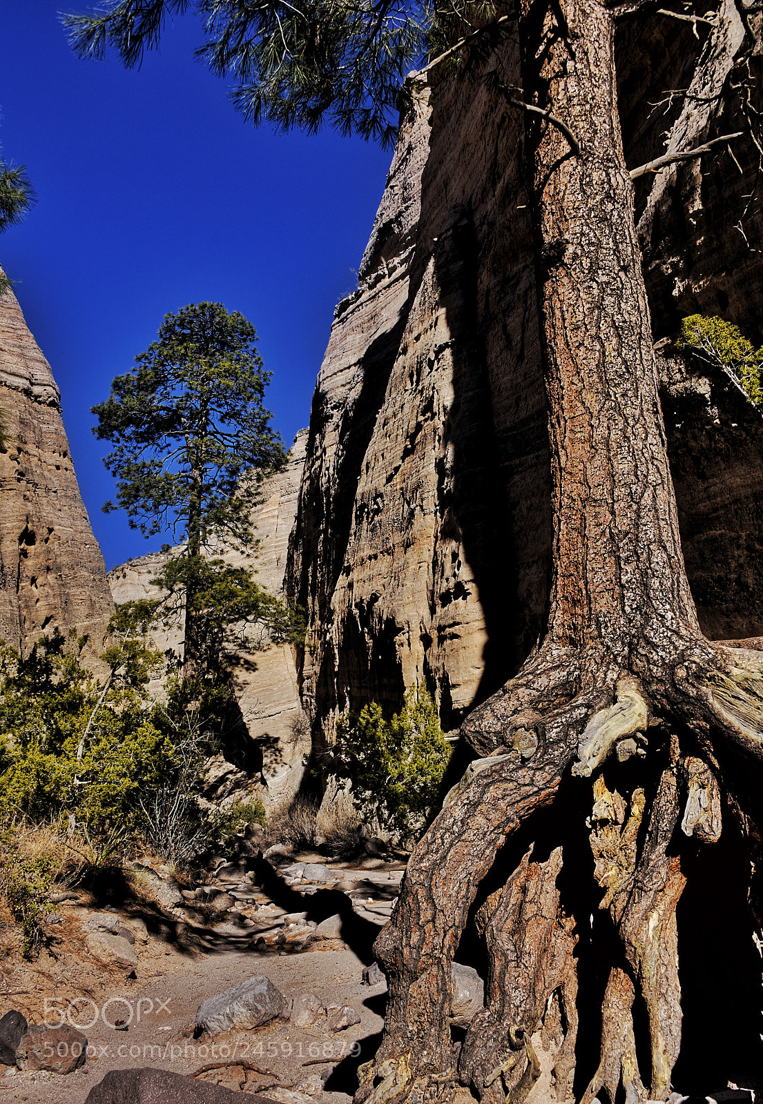 Nikon D810 sample photo. Canyon trees, new mexico photography