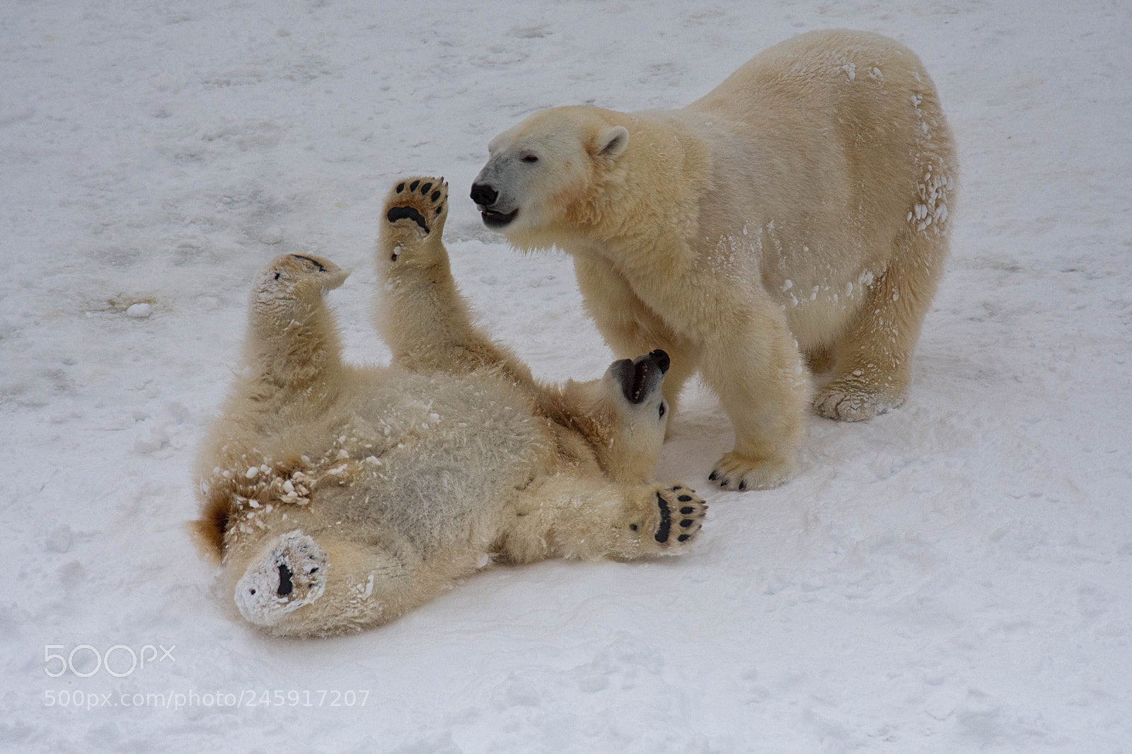 Nikon D7200 sample photo. Ranua bears photography