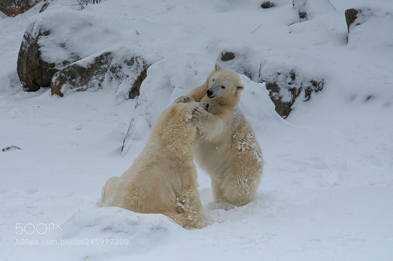 Nikon D7200 sample photo. Ranua bears photography
