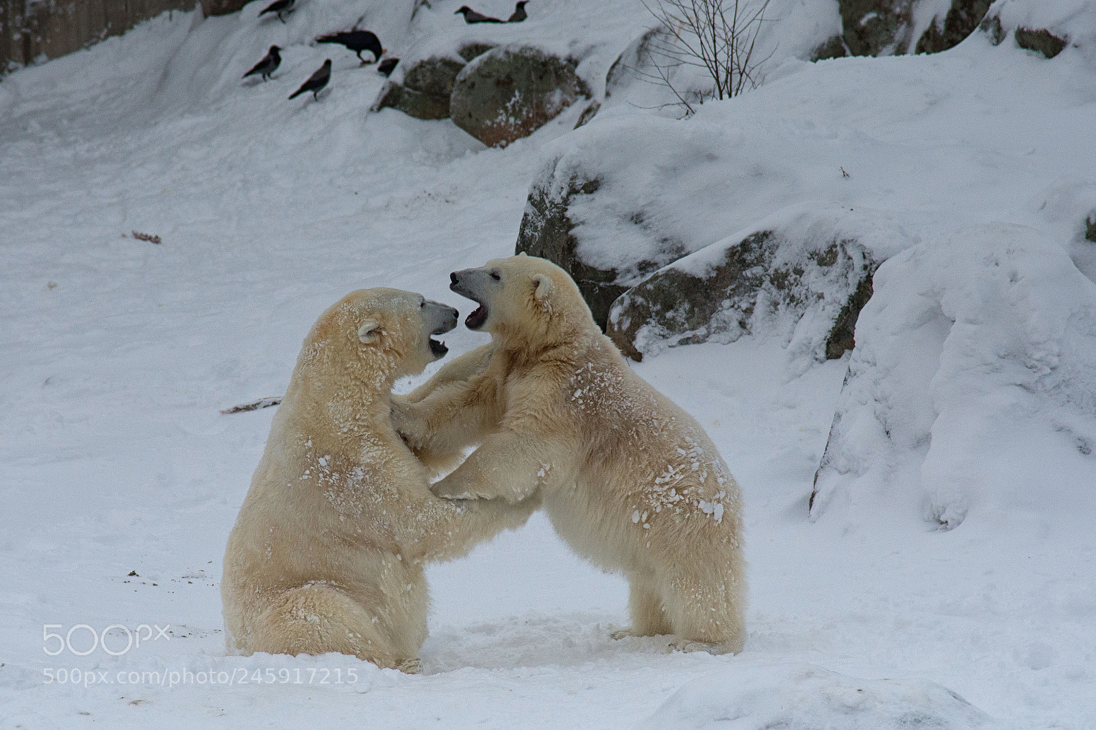 Nikon D7200 sample photo. Ranua bears photography
