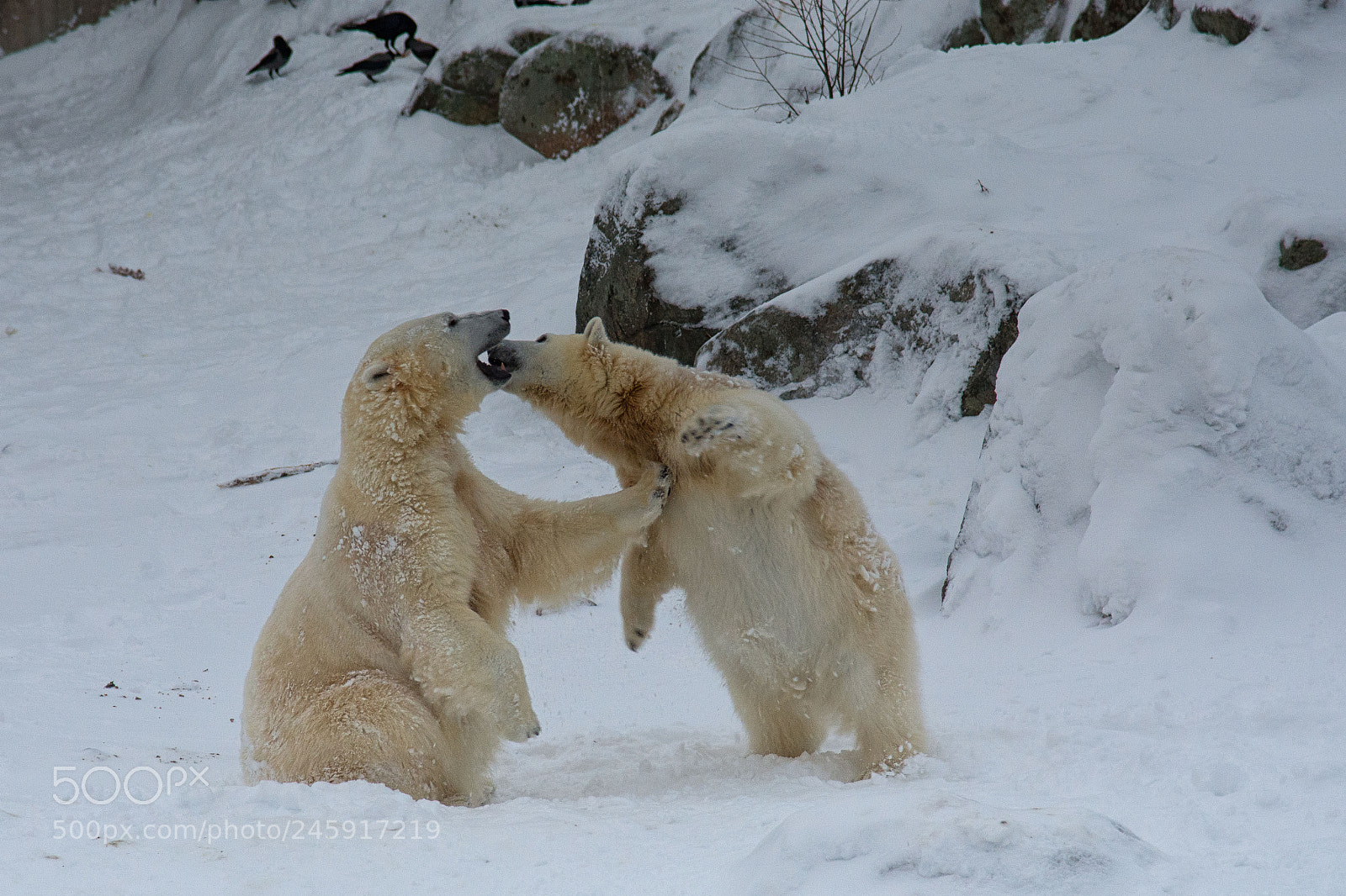 Nikon D7200 sample photo. Ranua bears photography