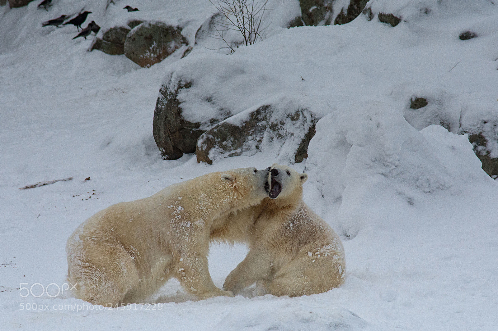Nikon D7200 sample photo. Ranua bears photography
