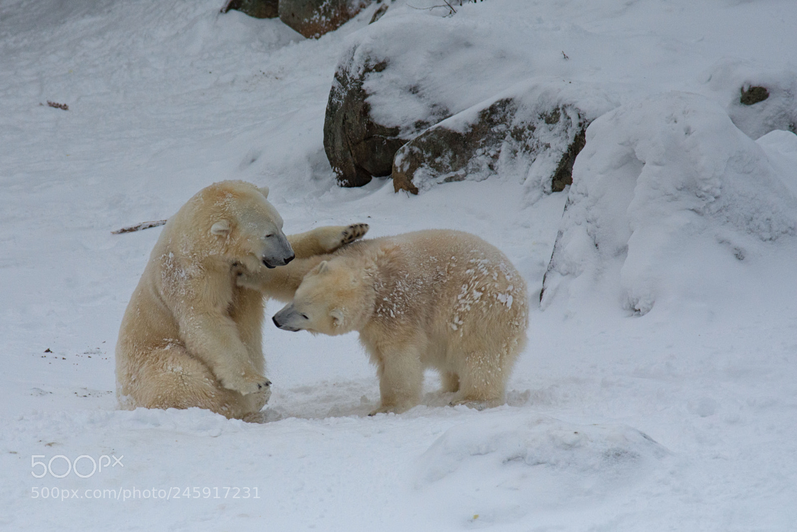 Nikon D7200 sample photo. Ranua bears photography