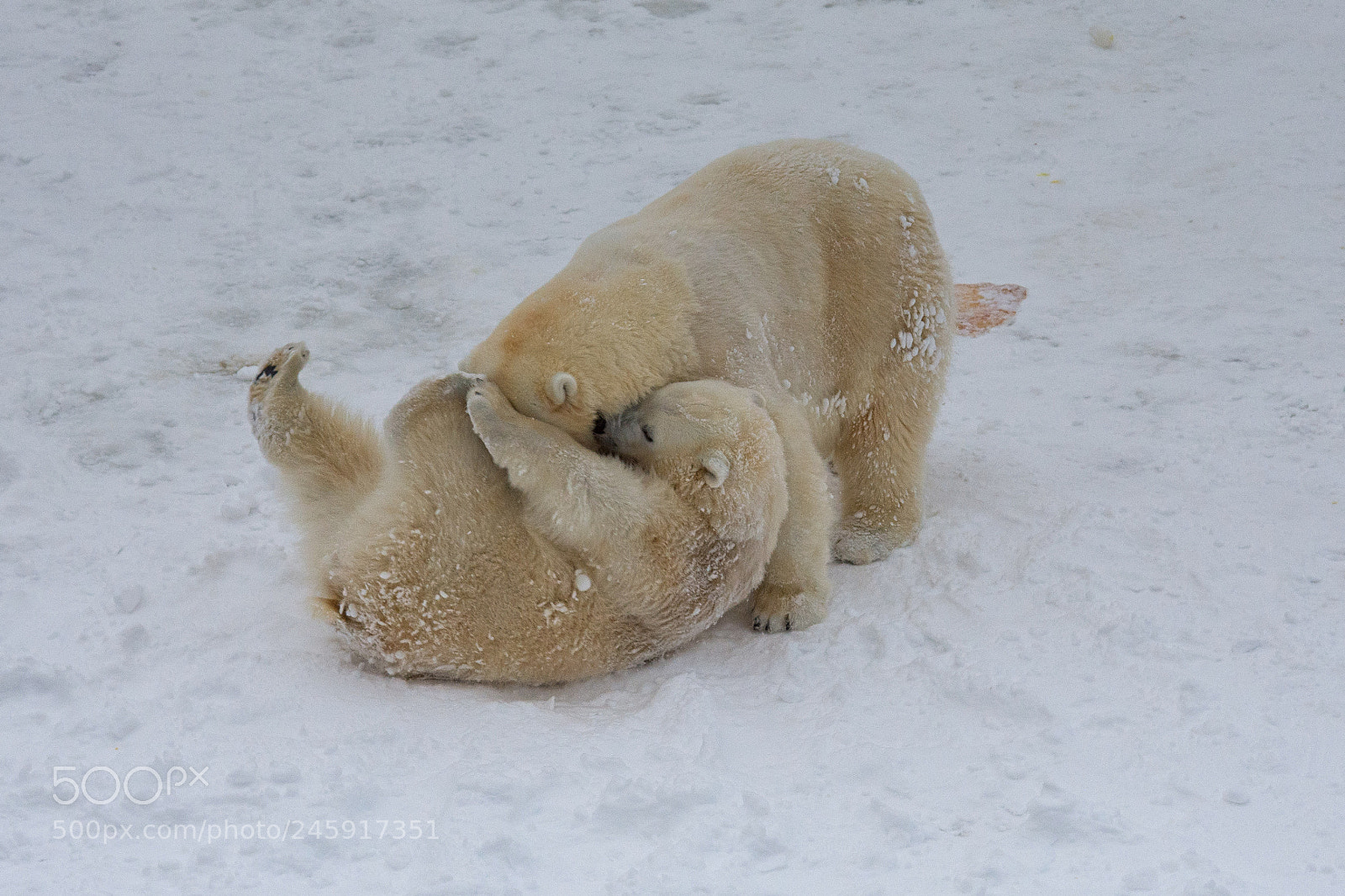 Nikon D7200 sample photo. Ranua bears photography