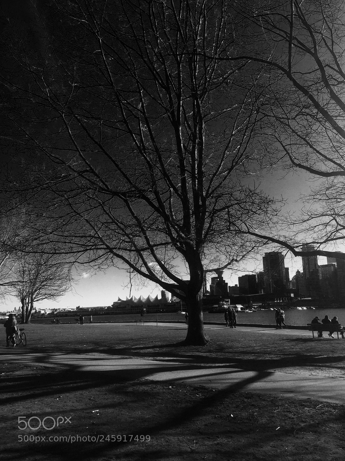 Apple iPhone 6 sample photo. Stanley park drive photography