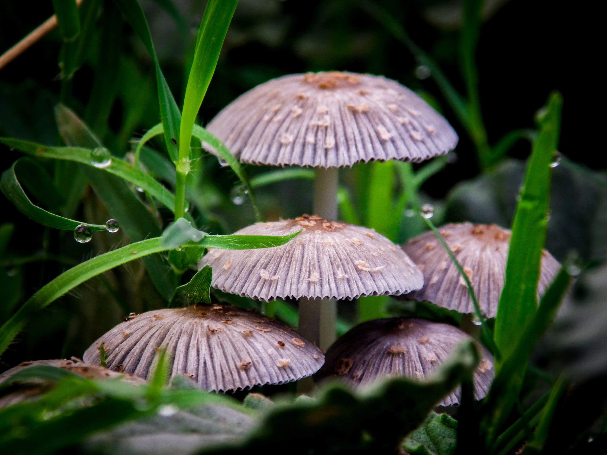Pentax X-5 sample photo. Mushrooms photography