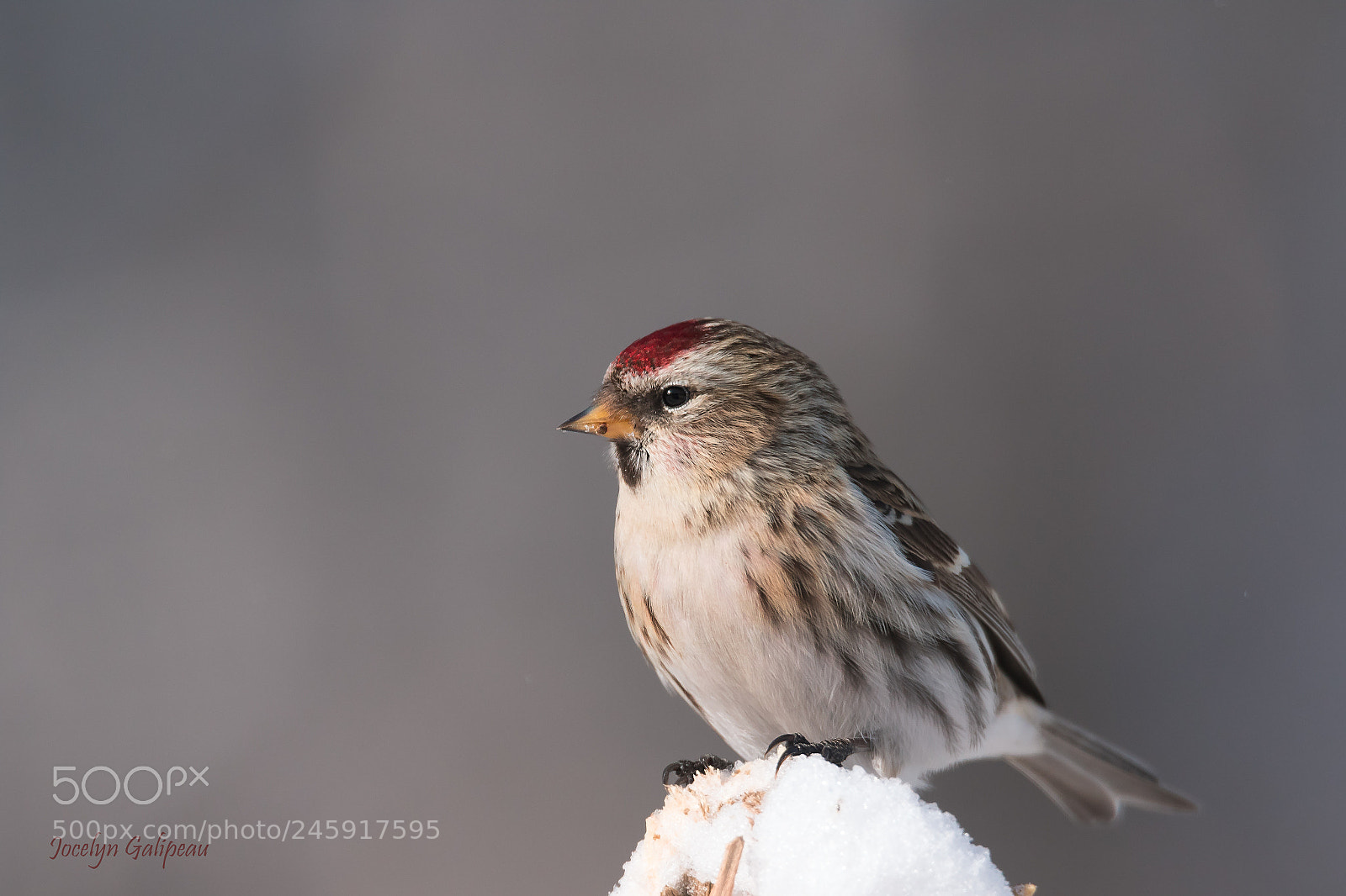 Canon EOS 7D Mark II sample photo. Redpoll photography