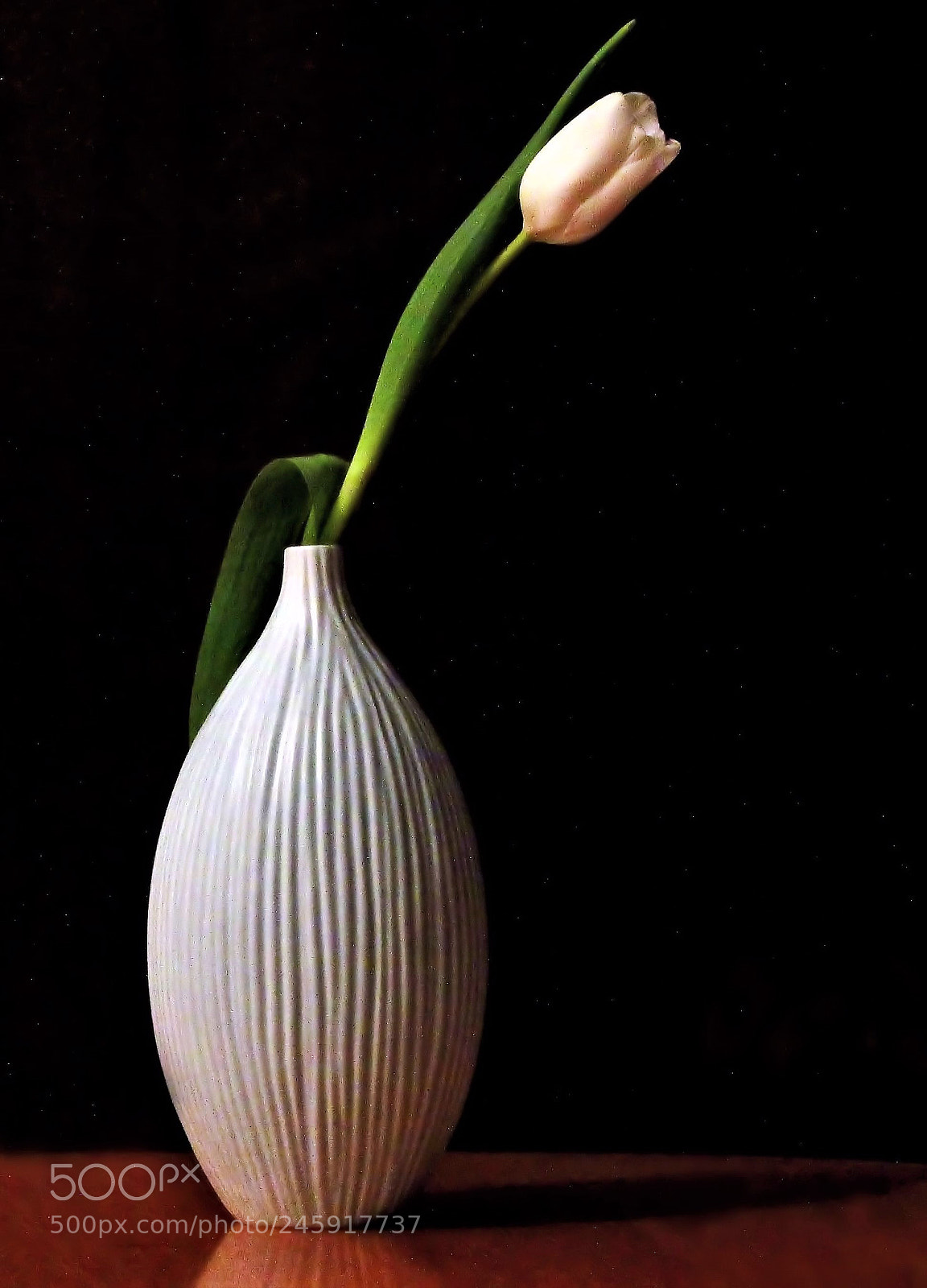 Canon EOS 60D sample photo. Tulip study photography