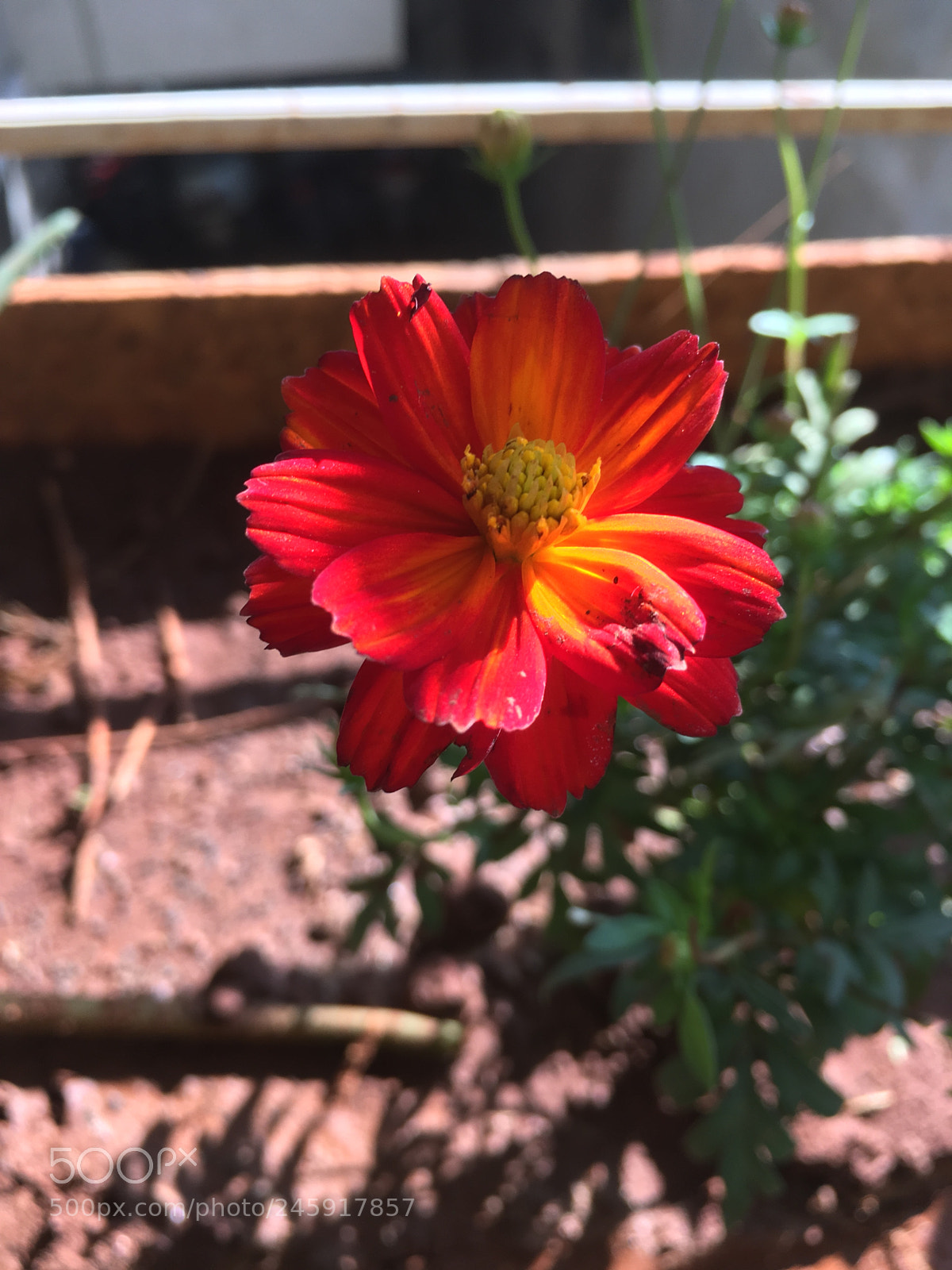 Apple iPhone SE sample photo. Untitled photography