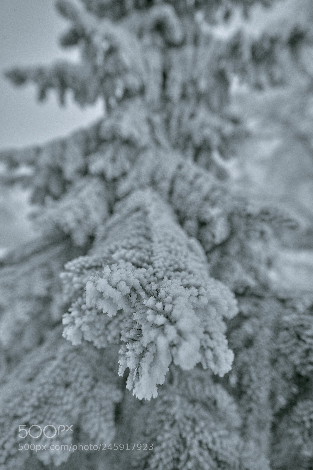 Sony a7R III sample photo. Nostalgic! photography