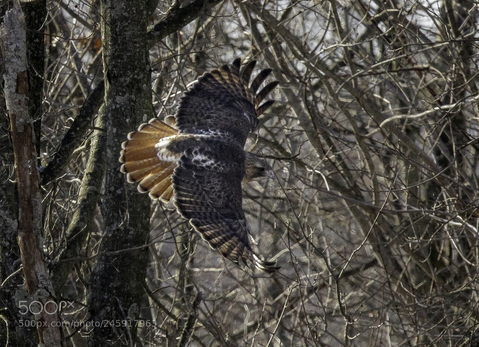 Canon EOS 750D (EOS Rebel T6i / EOS Kiss X8i) sample photo. Red-tailed beauty photography
