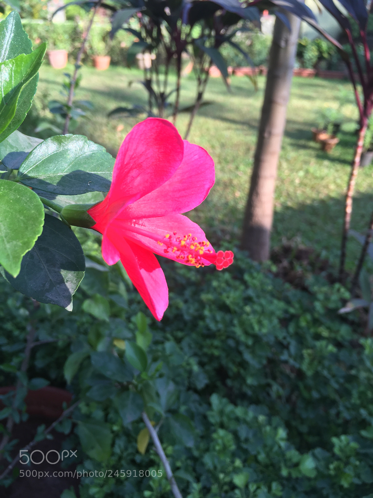 Apple iPhone SE sample photo. Untitled photography