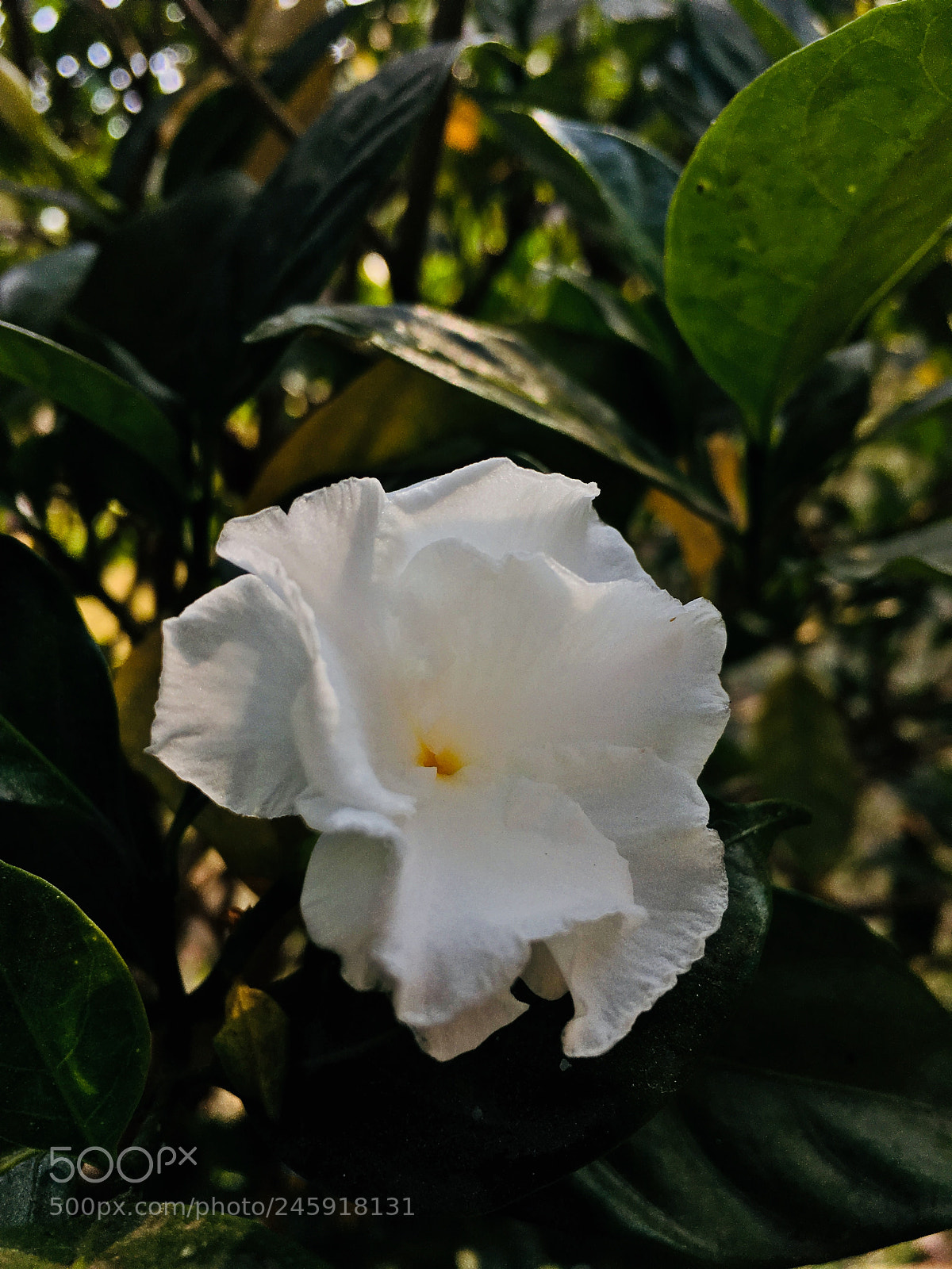 Apple iPhone SE sample photo. Untitled photography
