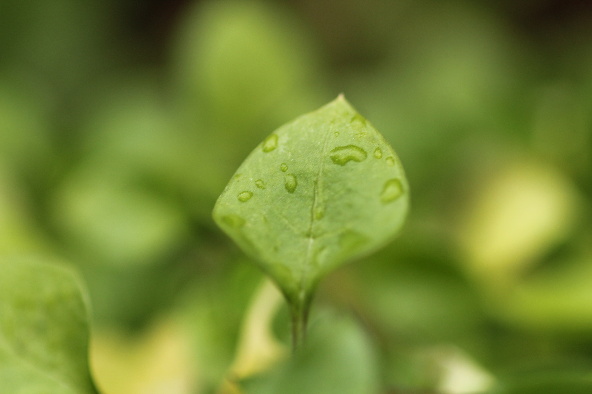 Canon EF 100mm F2.8 Macro USM sample photo. Img photography